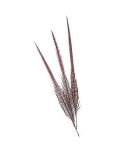 PLUME DE FAISAN DORÉ 15 CMS.