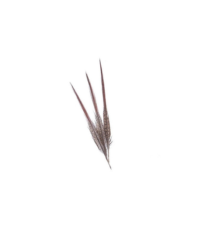 PLUME DE FAISAN DORÉ 15 CMS.