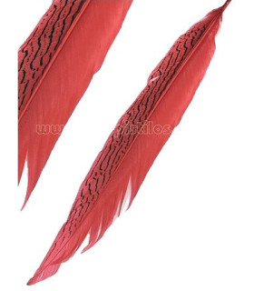 PLUME DE FAISAN ARGENTÉ 30 - 35 CMS.