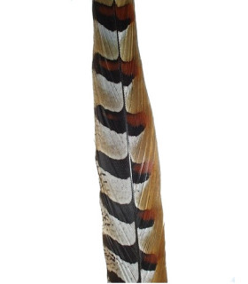 PLUME DE FAISAN REEVES 80 - 85 CMS.
