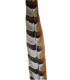 PLUME DE FAISAN REEVES 55 - 60 CMS.