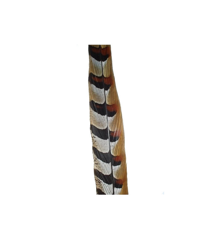 PLUME DE FAISAN REEVES 35 - 40 CMS.
