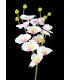 ORCHIDÉE "MINI"  - 11 FLEURS