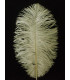 Plume d'autruche d'une longueur approximative de 20-25 cm