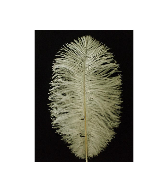 Plume d'autruche d'une longueur approximative de 20-25 cm