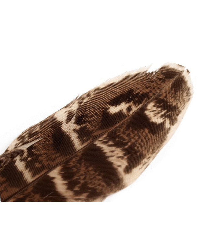 Plumes de faisan 10-18cm