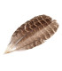 Plumes de faisan 10-18cm