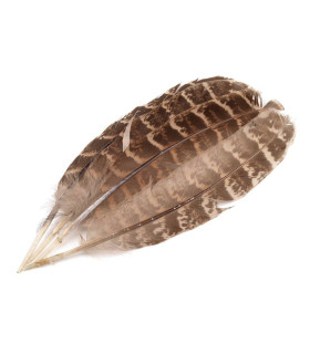 Plumes de faisan 10-18cm