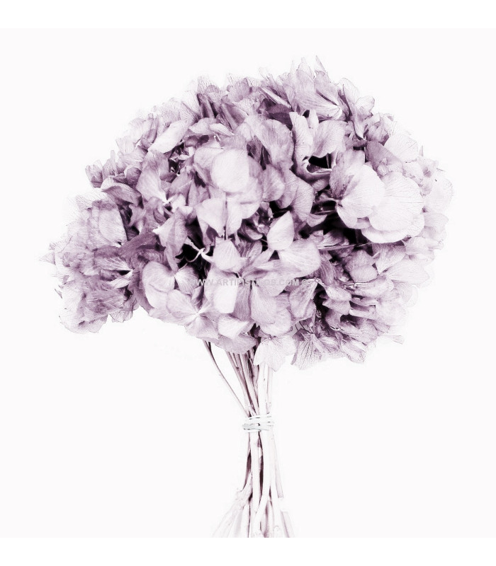 Hortensia préservé naturel