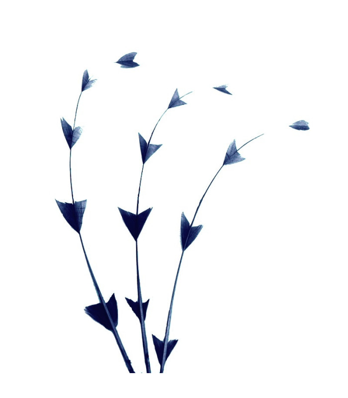 PLUME DE COQ DIAMANT 25 CMS.