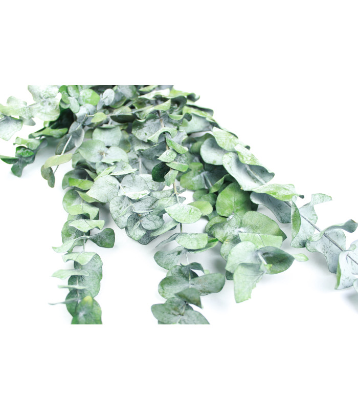 BRANCHE D'EUCALYPTUS "NATURE"