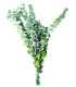 BRANCHE D'EUCALYPTUS "NATURE"