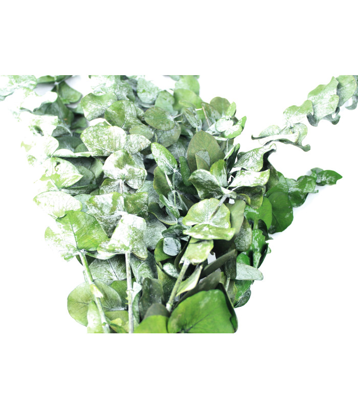 BRANCHE D'EUCALYPTUS "NATURE"