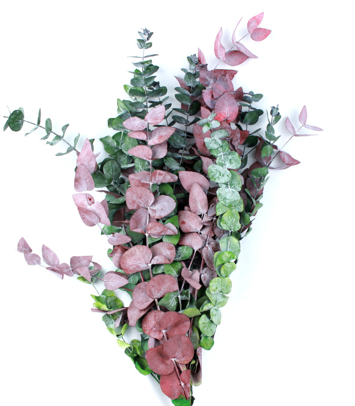 BRANCHE D'EUCALYPTUS "NATURE"