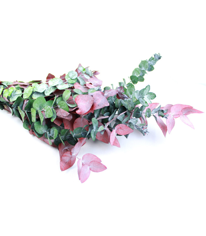 BRANCHE D'EUCALYPTUS "NATURE"