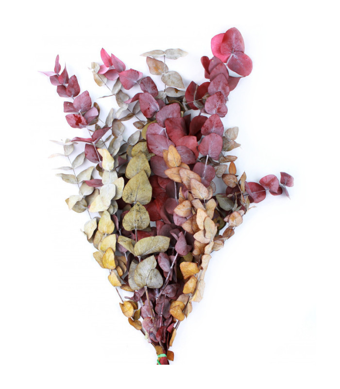 BRANCHE D'EUCALYPTUS "HALLERBOS"
