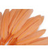 SAC 20 PLUMES DE CANARD 9-14 CMS.