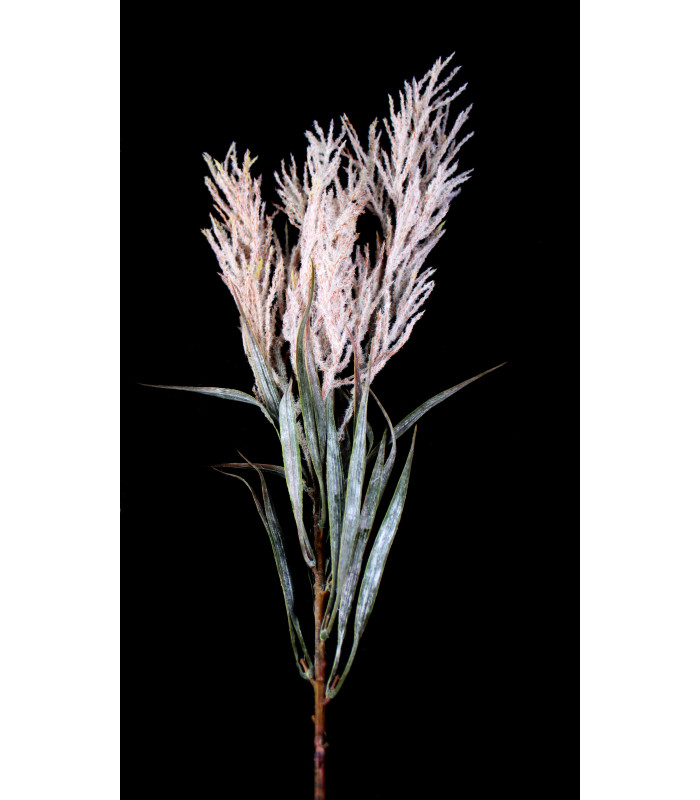 HEUCHERA BRANCHE "ANZU"