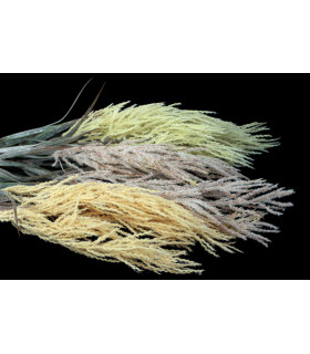 HEUCHERA BRANCHE "ANZU"