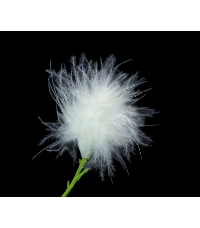 FLEUR DE PLUME DE MARABOU