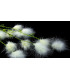 FLEUR DE PLUME DE MARABOU