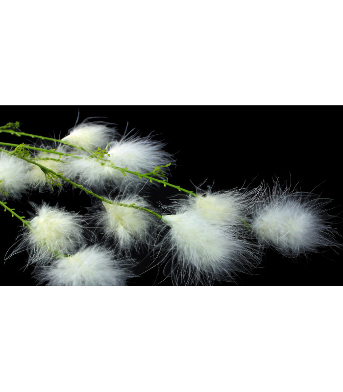 FLEUR DE PLUME DE MARABOU