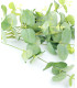 Branche d'eucalyptus "GREEN BOX"