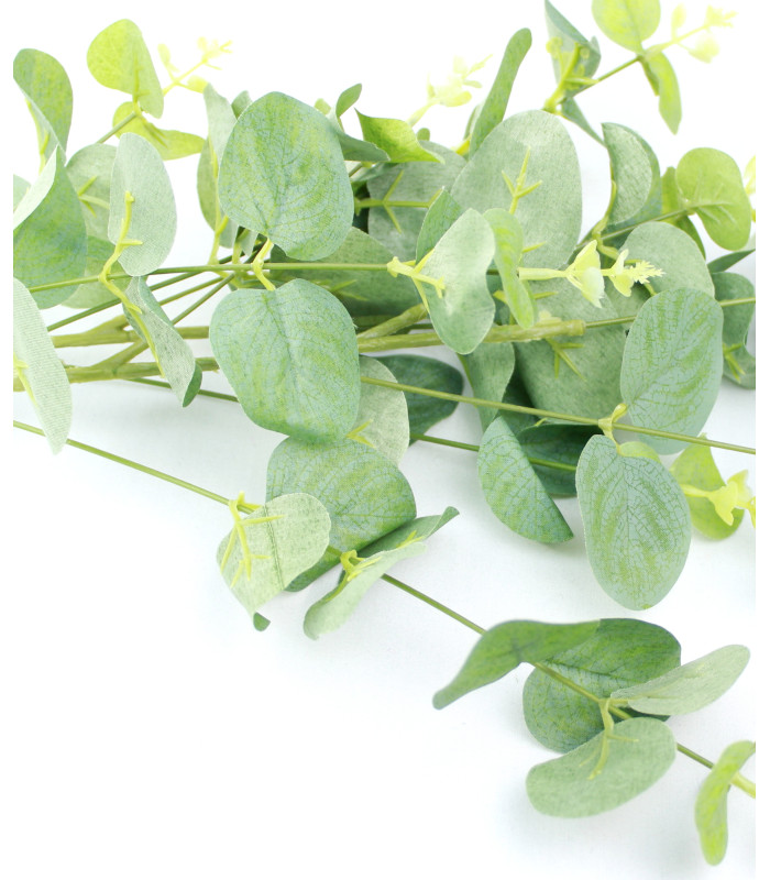Branche d'eucalyptus "GREEN BOX"