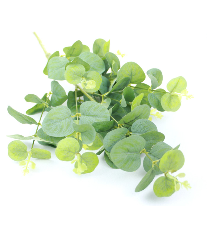 Branche d'eucalyptus "GREEN BOX"