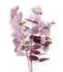 Branche d'eucalyptus "GREEN BOX"