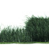 RUBAN D´AUTRUCHE 2 COUCHES 10 CMS. PREMIÈRE QUALITÉ