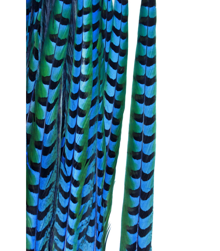 PLUME DE FAISAN REEVES 80 - 85 CMS.