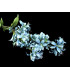 Fleur de jasmin " BARBADOS"