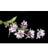 Fleur de jasmin " BARBADOS"
