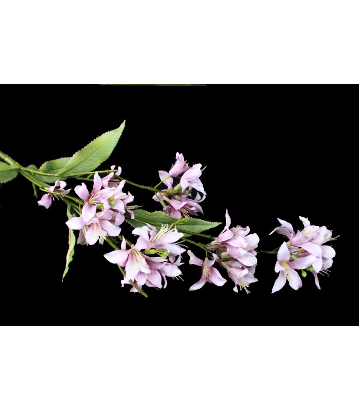 Fleur de jasmin " BARBADOS"