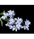 Fleur de jasmin " BARBADOS"