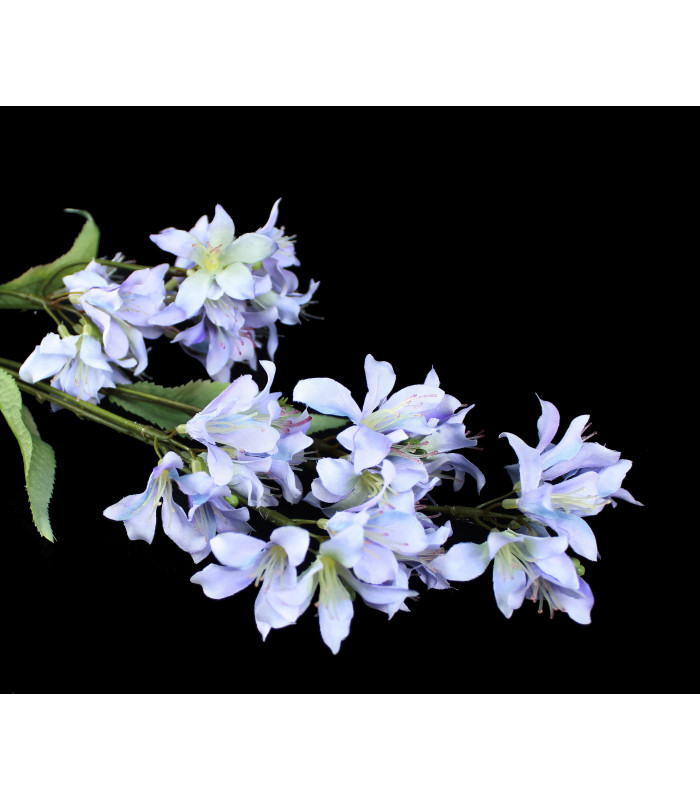 Fleur de jasmin " BARBADOS"