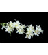 Fleur de jasmin " BARBADOS"