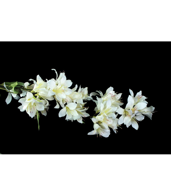 Fleur de jasmin " BARBADOS"