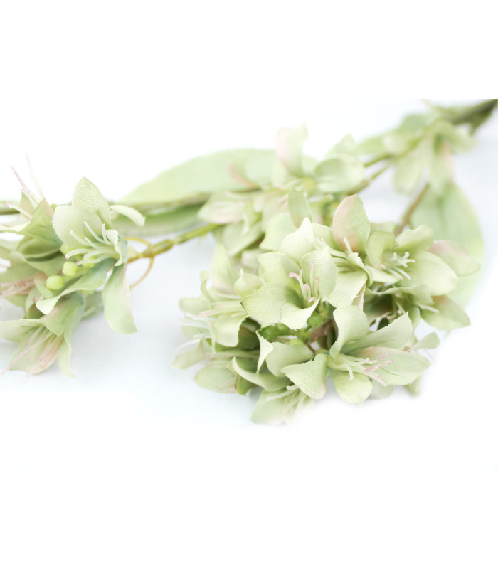 Fleur de jasmin " BARBADOS"