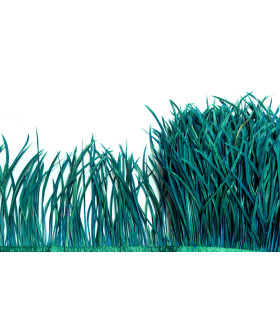 RUBAN D´OIE BIOT PREMIÉRE QUALITÉ -  10 CMS.