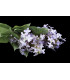 Bouquet de lilas "SYRINGA"