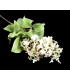 Bouquet de lilas "SYRINGA"