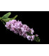 Bouquet de fleurs "Delphinium"