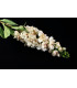 Bouquet de fleurs "Delphinium"