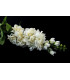 Bouquet de fleurs "Delphinium"