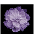 FLEUR TISSU "RUNA" 14 cm