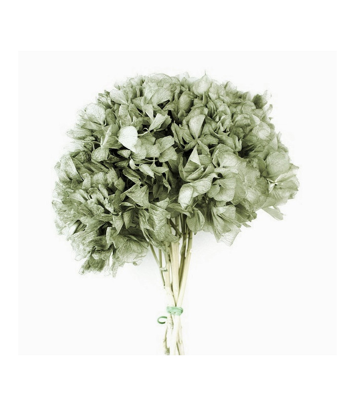 Hortensia préservé naturel