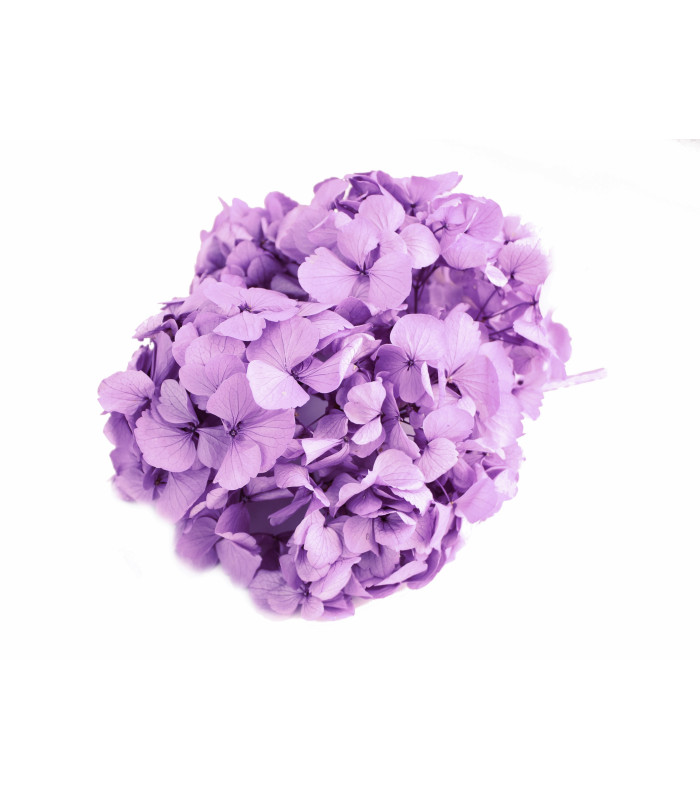 BOUQUET HORTENSIA PRÉSERVÉE