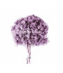 Hortensia préservé naturel